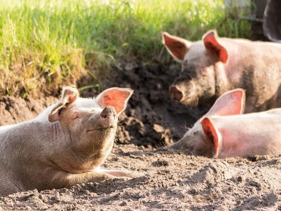 Карантин по африканской чуме свиней сняли в Чите, но ограничения сохранятся