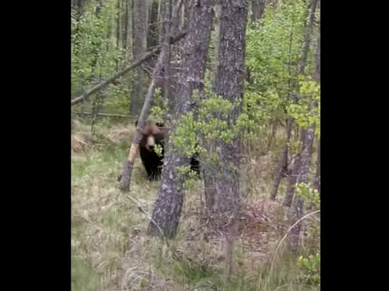 Жительница Карелии сняла на видео внушительного медведя