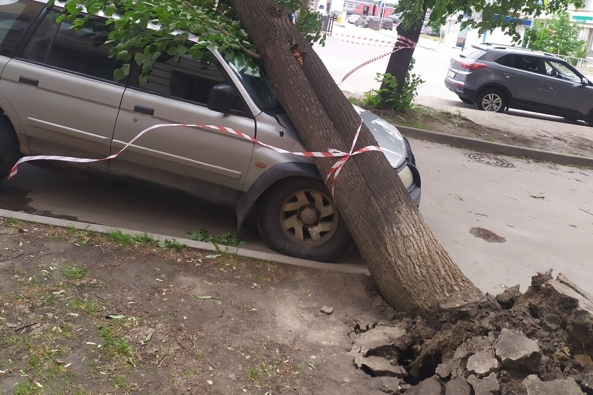 На припаркованную машину в Рязани упало вырванное с корнем дерево - МК  Рязань