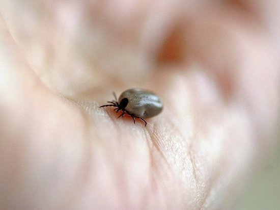 В Кузбассе число пострадавших от клещей превысило количество пациентов с ковидом