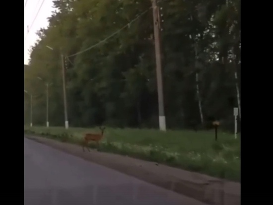 Рязанка сняла на видео косуль у дороги в Дягилеве