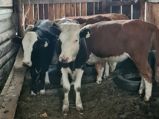 Житель Хакасии убивал коров на продажу мяса прямо у себя во дворе