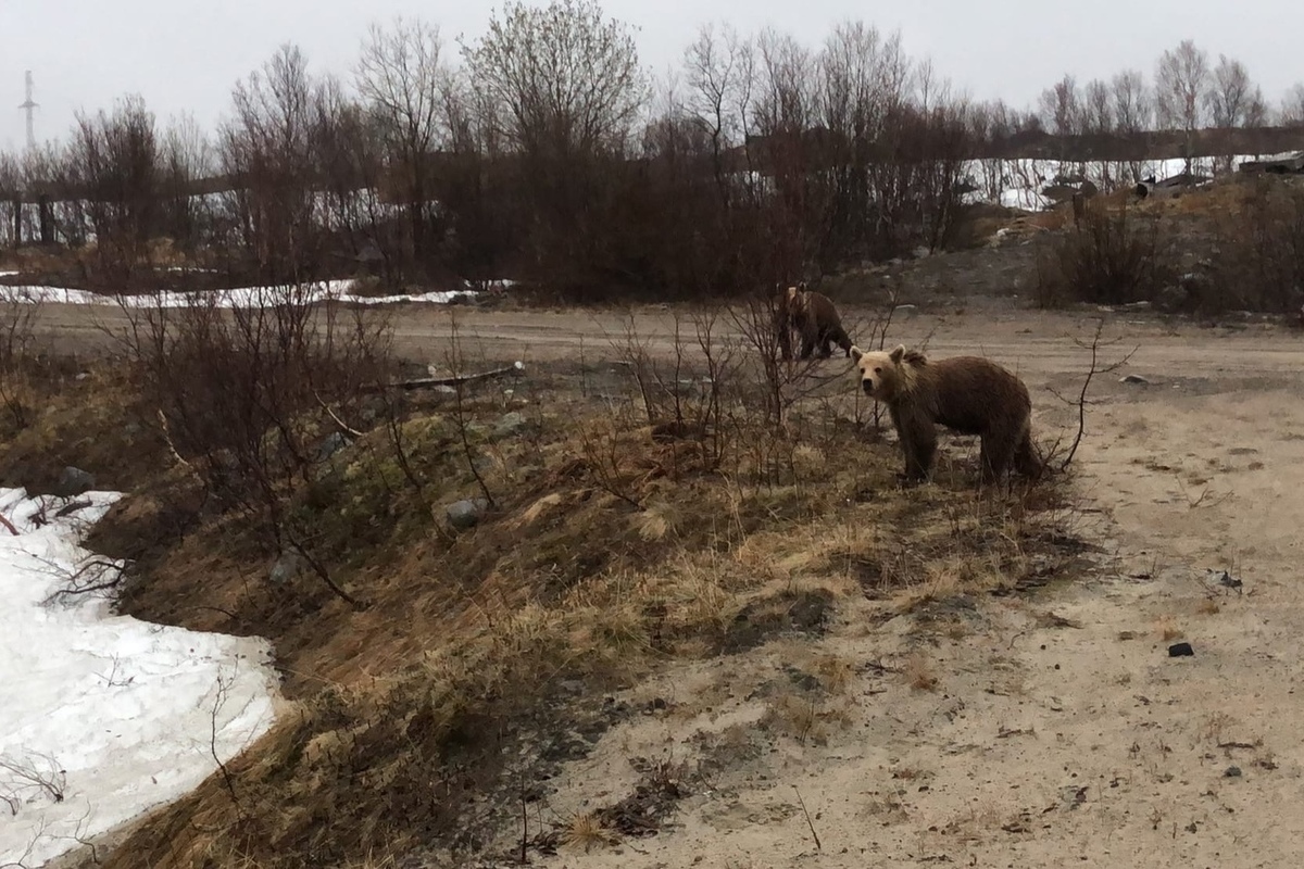 Медведи в Мурманской области