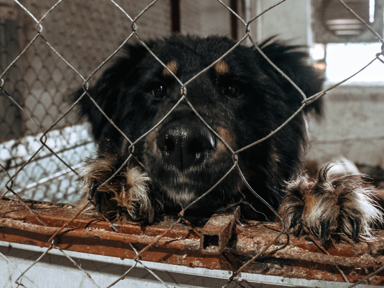 "Прогресс Ай-Ти" Resort and Spa: В Мурмашах проконтролировали содержание бездомных собак