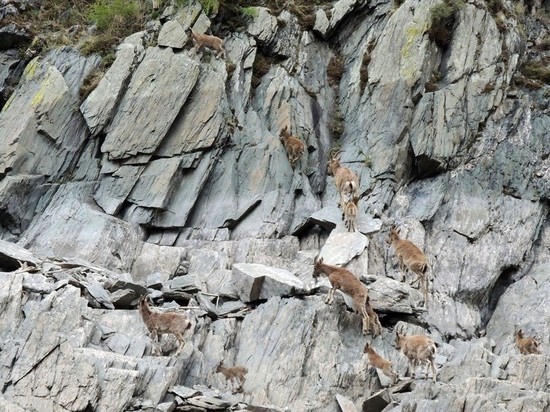 Горные козлы проводят мастер-классы по скалолазанию в Саяно-Шушенском заповеднике