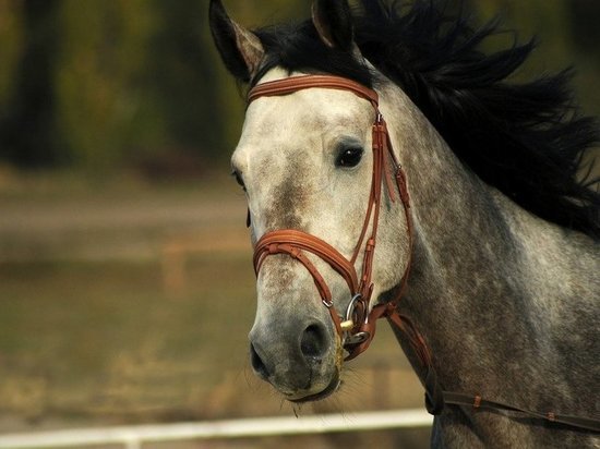 В Белоярском появился конный клуб для детей с ОВЗ