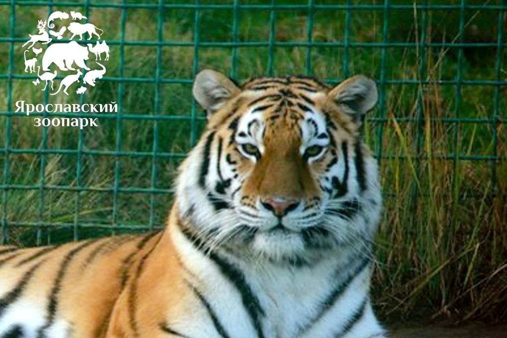 В Ярославском зоопарке тигрица получила производственную травму
