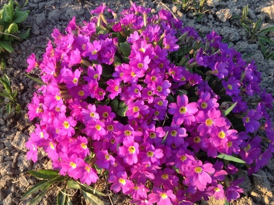 В пятницу синоптики обещают смолянам ясность и тепло