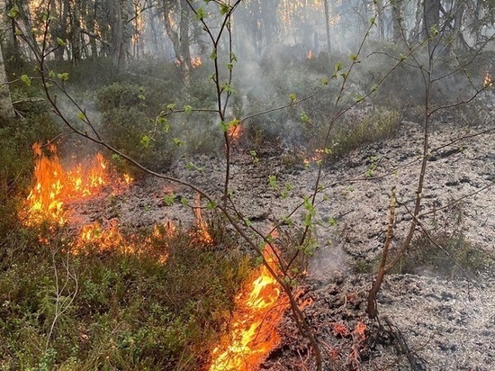В Заполярье зафиксированы первые лесные пожары
