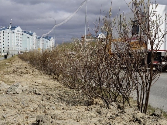 Живую изгородь высаживают на улицах Салехарда