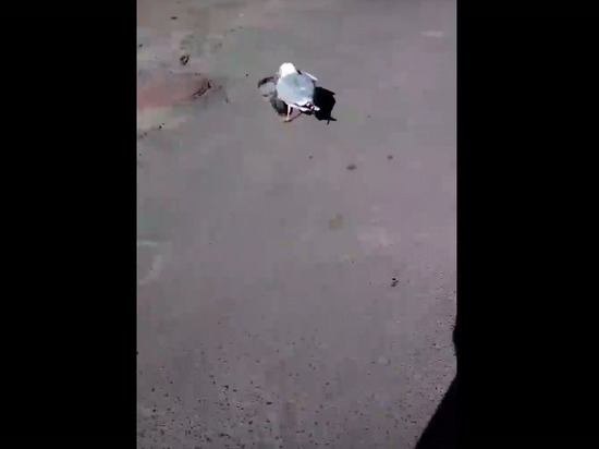  Чайка-убийца: в столице Карелии чайка охотится на голубей
