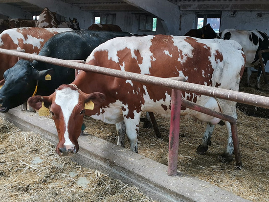 В 2022 году на Кубани начнут строительство первого в России селекционно-генетического центра молочного животноводства
