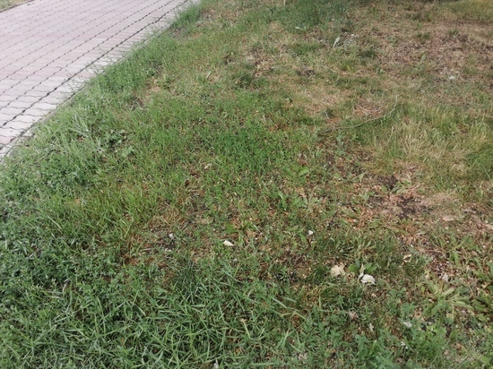 В Оренбурге сорная трава выросла прямо под окнами губернатора