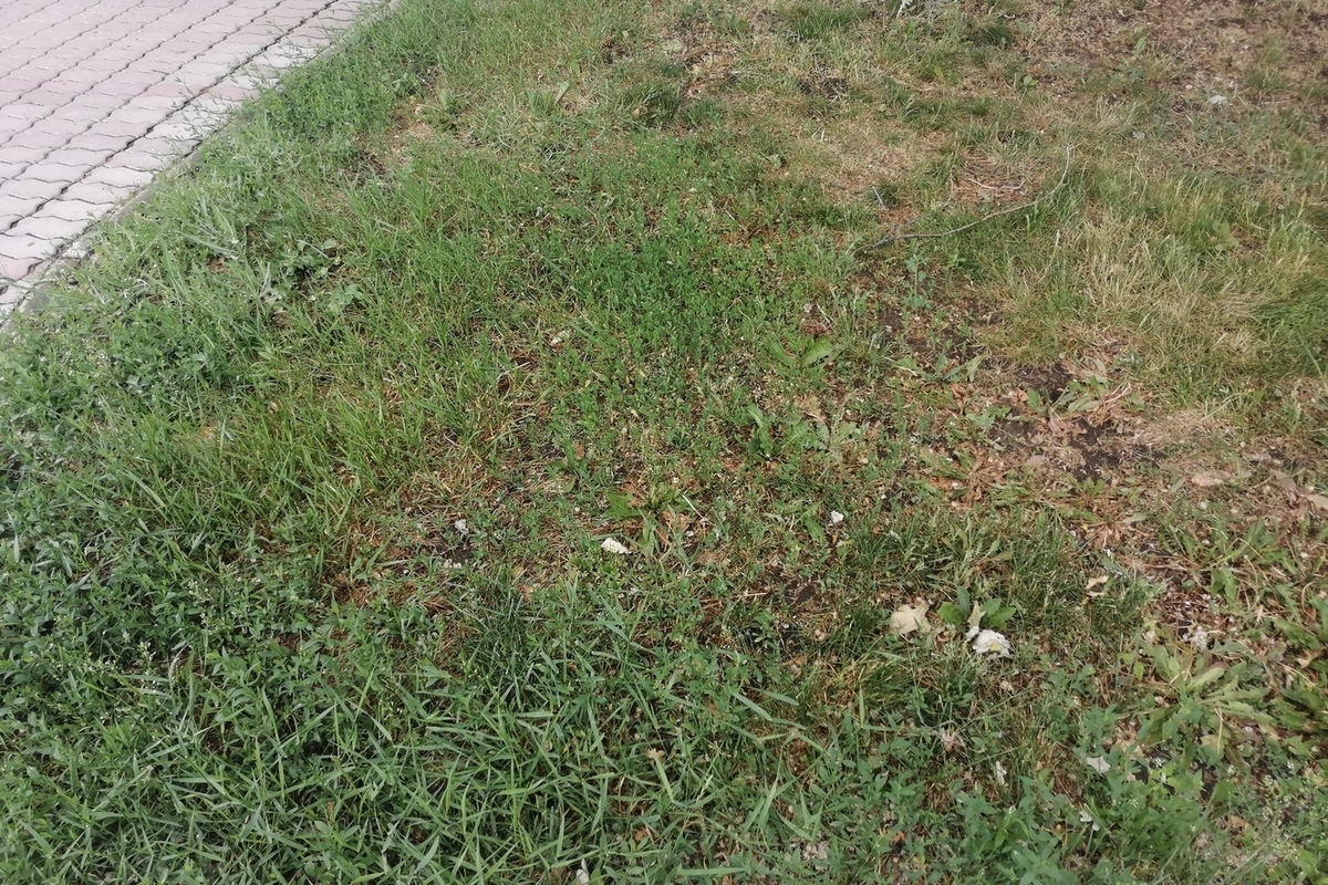 22 мая травы выросло. Трава которая растет в городе. Трава растет на белой глине. Сорная трава у дома Оренбург. Трава растущая в верх между картошкой.