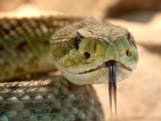 В Волгоградской области за два месяца 14 человек покусали змеи