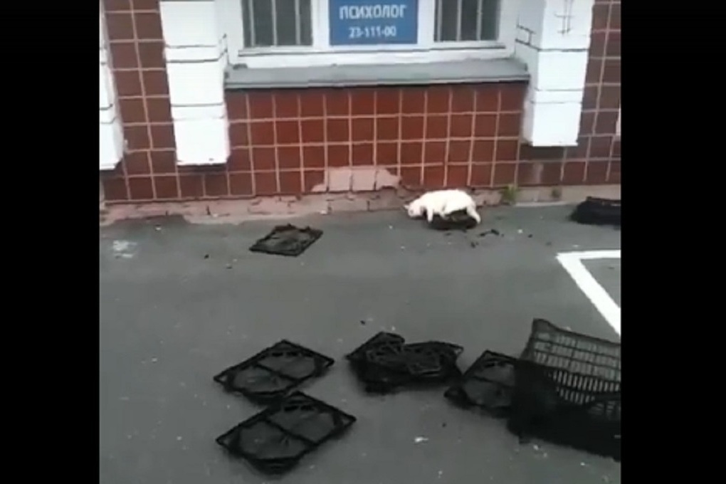 Выбросили кота с балкона. Кот ульяновск. Котята которых выбросили на улицу. Выбросили кота. Выбросили кота.