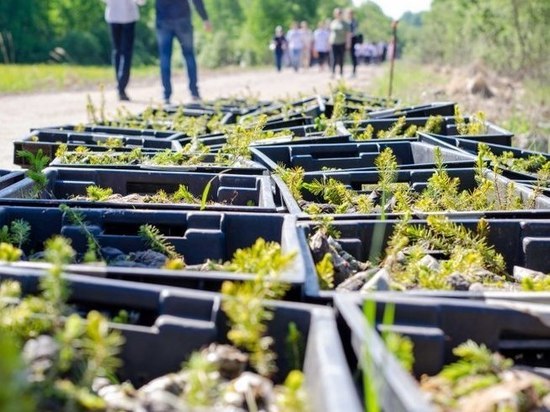 29 тысяч саженцев в рамках проектам «Зелёная область» высадили под Псковом