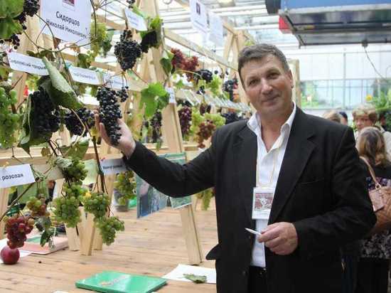 Как вырастить виноград в Подмосковье - МК