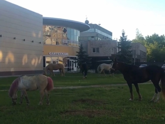 ФОТОФАКТ: Лужайку за ТК «Шайба» в Пскове облюбовали кони