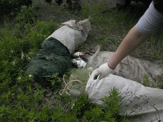 Камчатские браконьеры попадаются в сети силовиков ежедневно