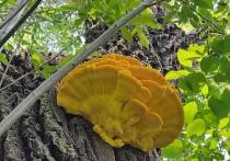 В паблике «Грибы и грибные места Новосибирска и НСО» в «ВКонтакте» опубликовало фото ярко-желтого гриба, известного как ведьмина сера