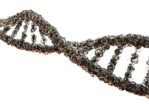 Человеческий геном расшифрован на 100 процентов