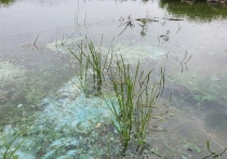 Предприятия Амурской области и Забайкальского края чаще всего допускали загрязнение рек Амурского бассейна