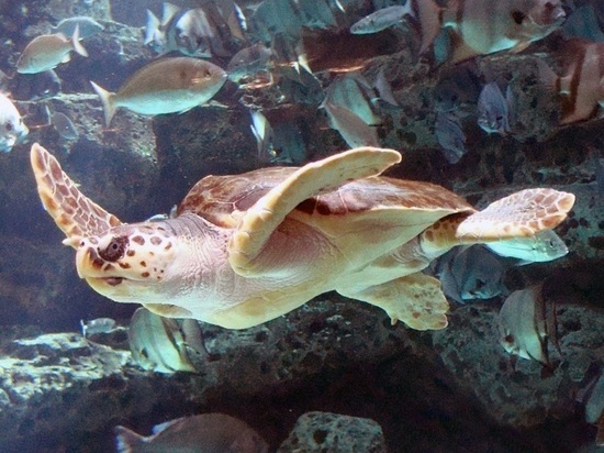 Раскрыта тайна "невозможного" путешествия черепах из Японии в Калифорнию