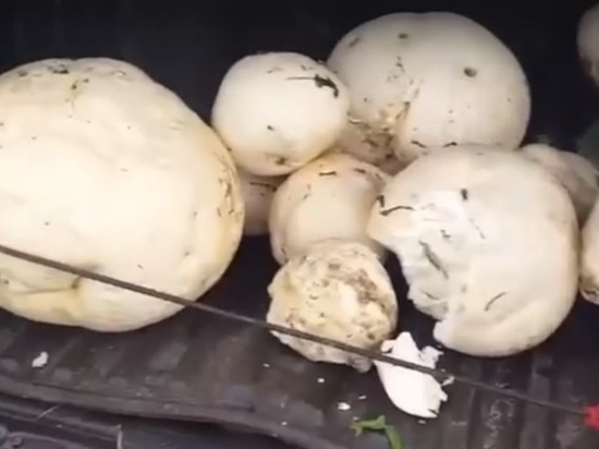 Белгородец насобирал грибов размером с тыкву