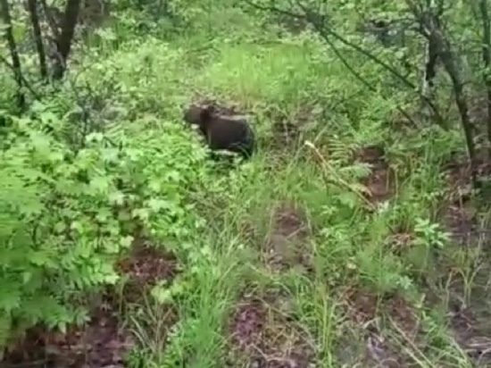  В Хабаровском крае спасен из неволи полугодовалый медвежонок