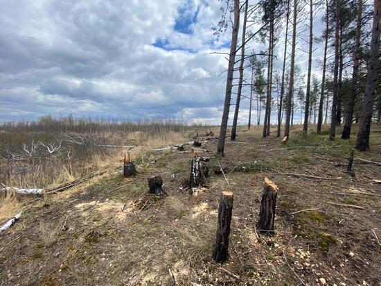 В лесничестве Минобороны под Рязанью незаконно вырубили деревья на 70 тысяч