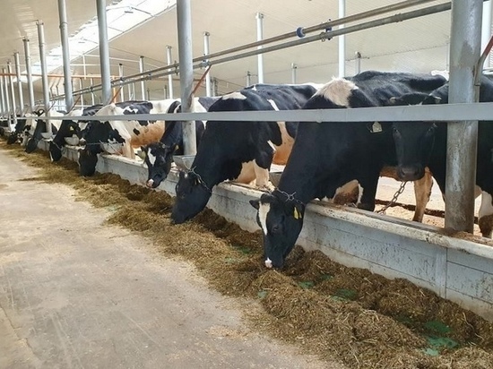 Брянские аграрии наращивают продуктивность крупного рогатого скота