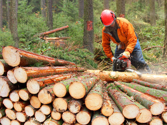 Костромская область по-прежнему в десятке лучших по эффективности лесопользования