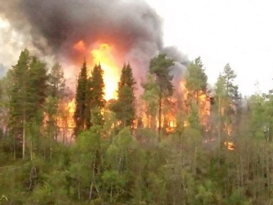Площадь пожара в Мурманской области перестала увеличиваться, но огонь пока не локализован