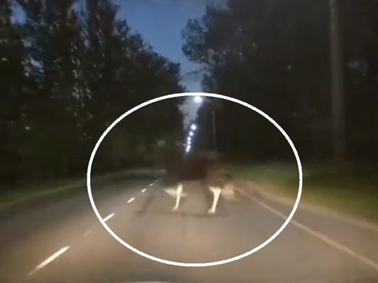 В Ярославле лось метнулся под авто