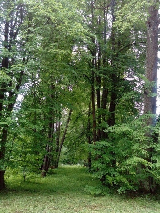 Парк усадьбы Гончаровых в Калужской области признан памятником природы