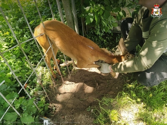 В Смоленске ветеринары спасли косулю, застрявшую в заборе церкви
