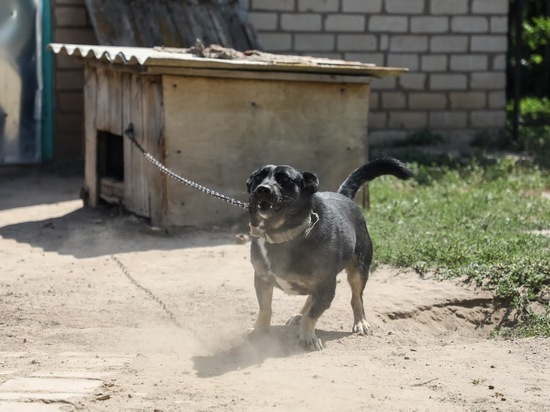 В Волгоградской области на детей кинулась бешеная собака