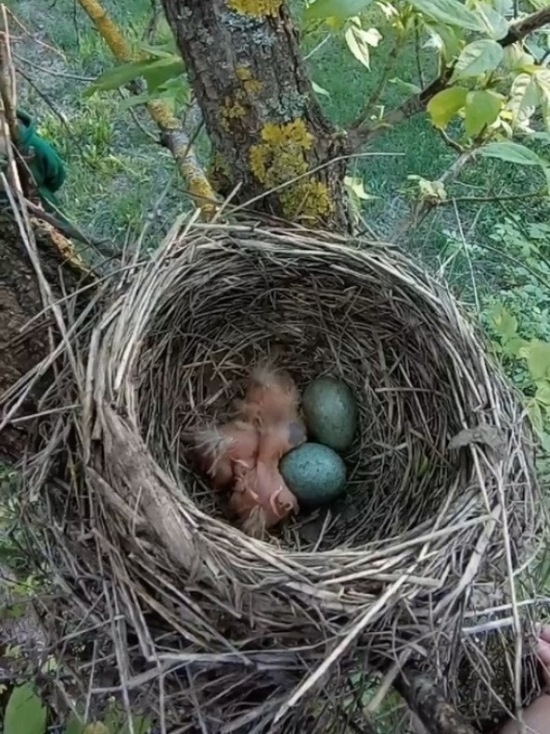 Тамбовский фотограф снял на видео птенцов дрозда
