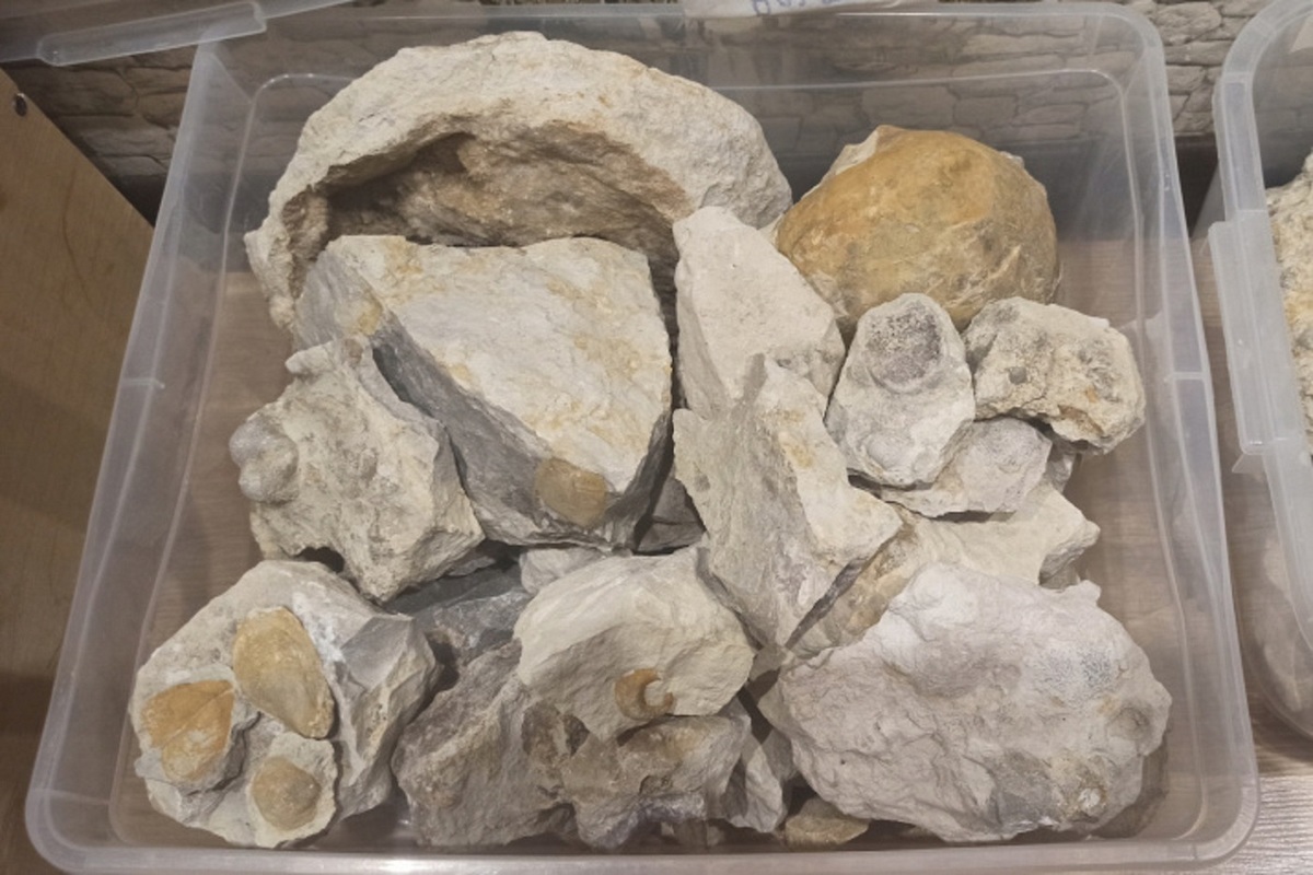 Участники экспедиции РГО нашли в карьерах Солигаличского известкового комбината артефакты
