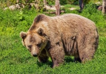 Розыск бурого медведя, сбежавшего 8 июня с территории «Курорта Пирогово», продолжаются