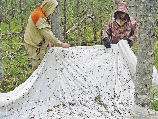 С середины июня леса Якутии начнут обрабатывать от шелкопряда