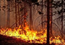 В 2,8 раза увеличилась площадь лесных пожаров в Приангарье