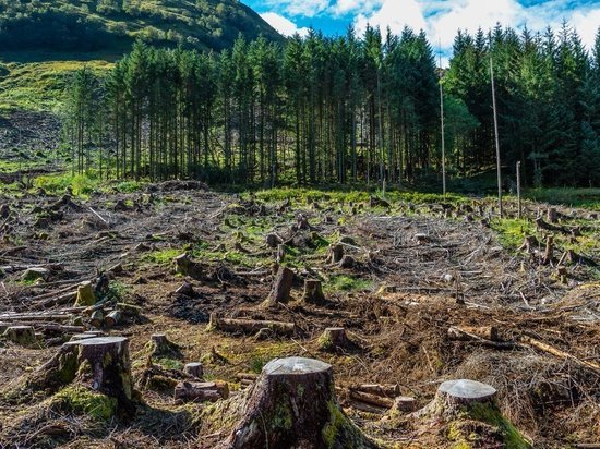 Жителя Дубровки осудили за вырубку леса на сумму почти в полмиллиона