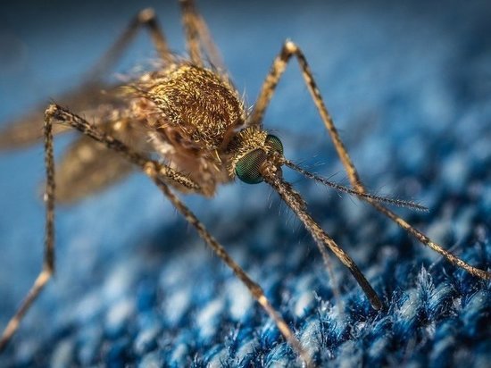 Ученые ТГУ изучат геном малярийных комаров для защиты от опасных заболеваний