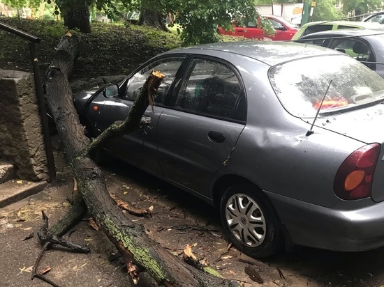 В Рязани дерево рухнуло на припаркованный во дворе автомобиль