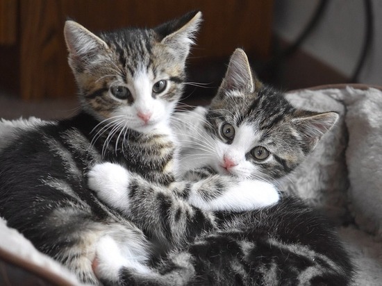 Зоозащитники Ноябрьска объявили сбор мясных пюре и творога для котят