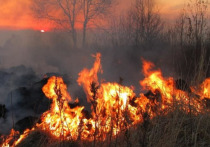 В Приангарье за сутки на 59% выросла площадь лесных пожаров