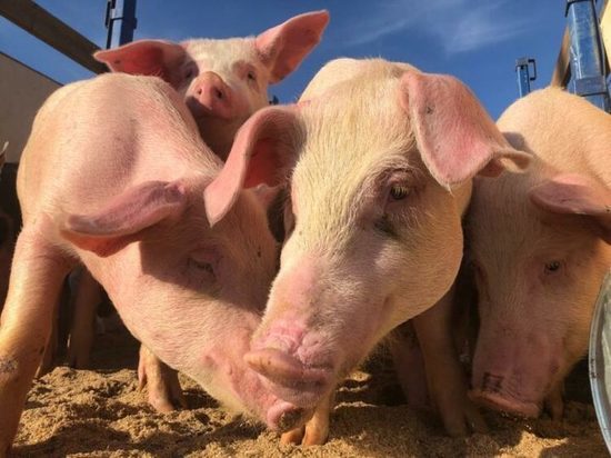 Более 3000 свиней и 60 тысяч кур реализовали животноводческие предприятия Якутии