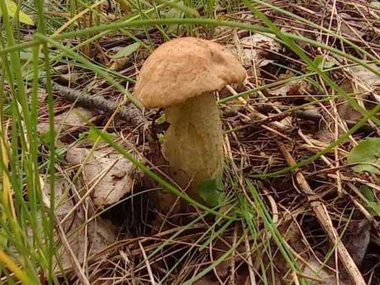 В Калужской области пошли грибы